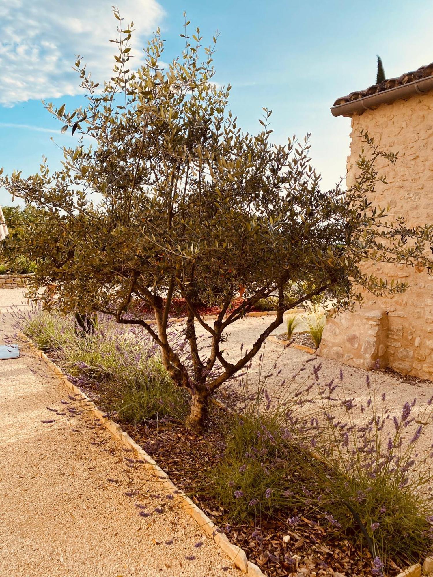 La Bastide Des Oliviers Provence - Mirabel Aux Baronnies别墅 外观 照片